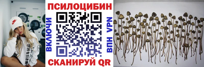 купить наркоту  Терек  Псилоцибиновые грибы мицелий 